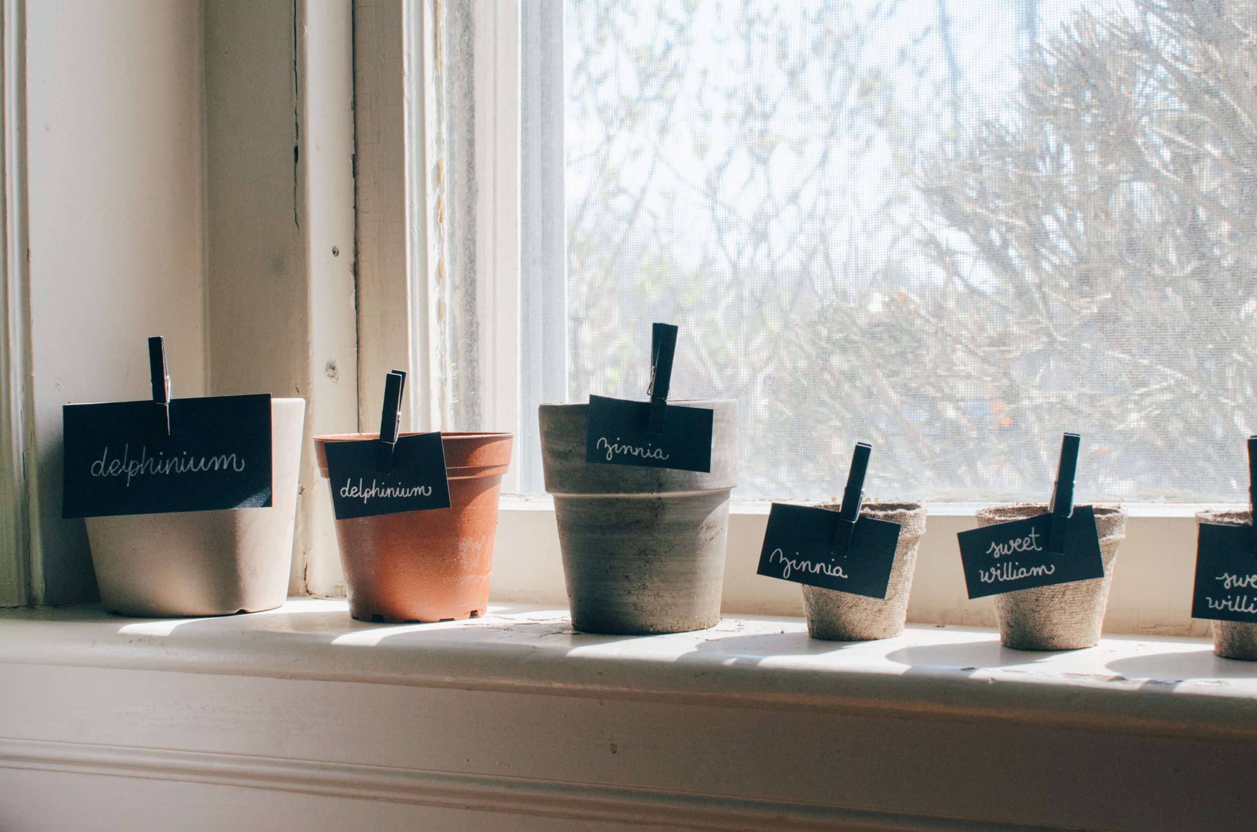 Pots avec différents semis sur un rebord de fenêtre